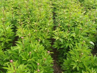 楚雄白芍种植基地供应5吨图3