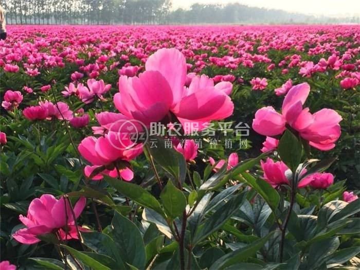 楚雄白芍种植基地供应5吨图4
