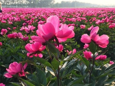 楚雄白芍种植基地供应5吨图4