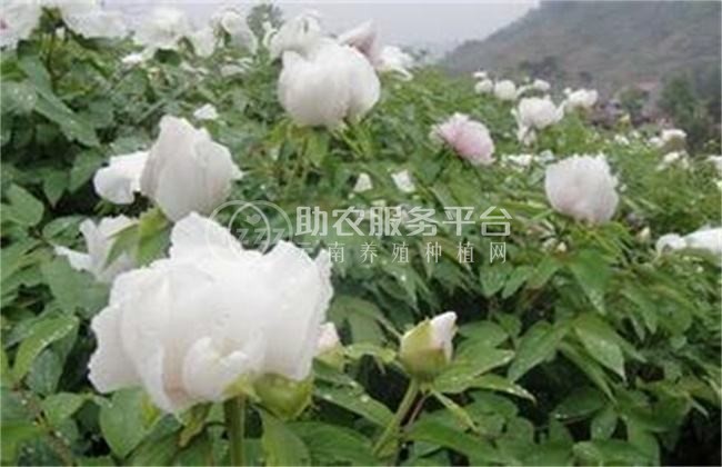 楚雄白芍种植基地供应5吨图5