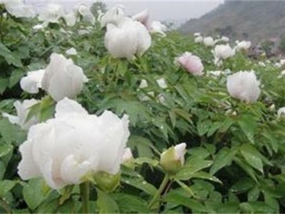 楚雄白芍种植基地供应5吨图5