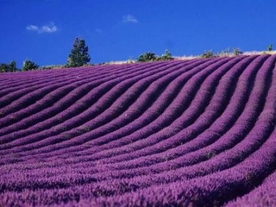 德宏薰衣草种植基地供应量90亩图4