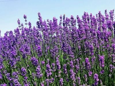 德宏薰衣草种植基地供应量90亩图9
