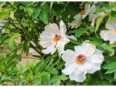 楚雄白芍种植基地供应5吨图6