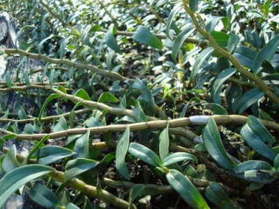 德宏石斛种植基地供应量8吨图3