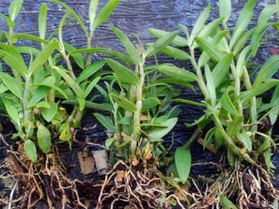 德宏石斛种植基地供应量8吨