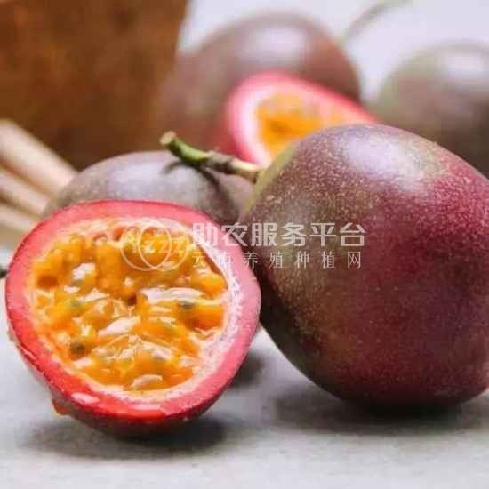 曲靖宣威市玉百香果种植中心 供应量11吨图8