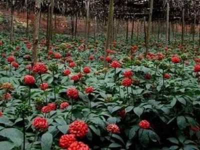 德宏三七种植基地供应量9吨图8
