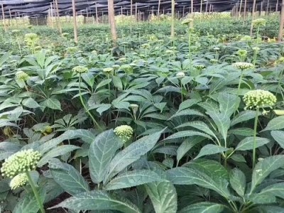 德宏三七种植基地供应量9吨图9
