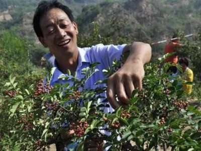 德宏花椒种植基地供应量10吨图6