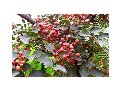 德宏花椒种植基地供应量10吨图4