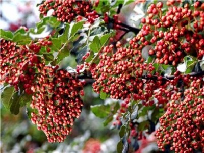 德宏花椒种植基地供应量10吨图3