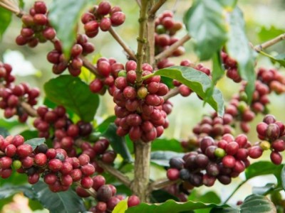 德宏花椒种植基地供应量10吨图5