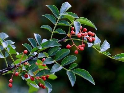 德宏花椒种植基地供应量10吨图8