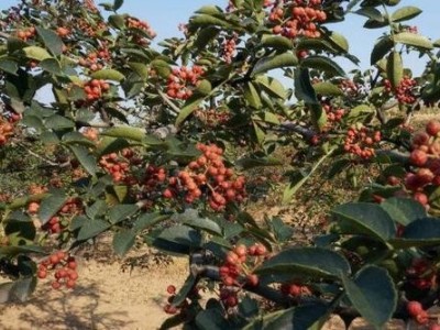 德宏花椒种植基地供应量10吨图7