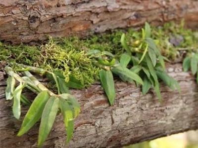 德宏石斛种植基地供应量9吨图2