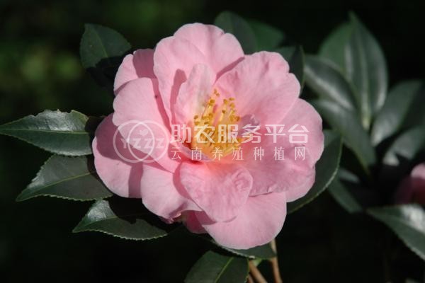 曲靖宣威市会泽县大井镇山茶花中惠种植基地 供应商100亩图7