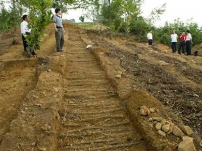 临沧天麻种植基地供应量9吨图2