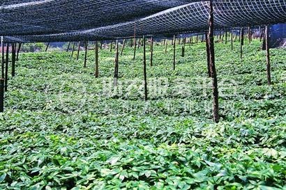 临沧三七种植基地供应量9吨图2