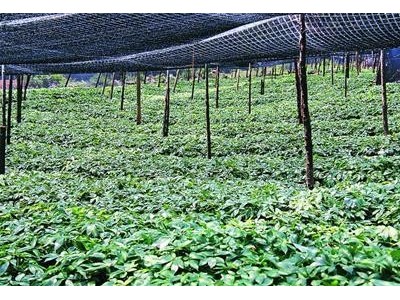 临沧三七种植基地供应量9吨图2
