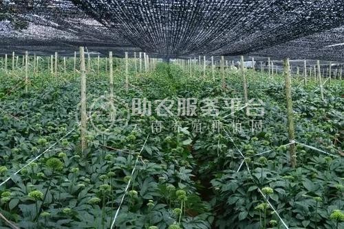 临沧三七种植基地供应量9吨图1