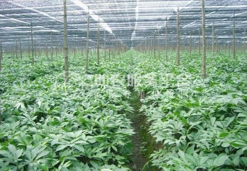 临沧三七种植基地供应量9吨图4