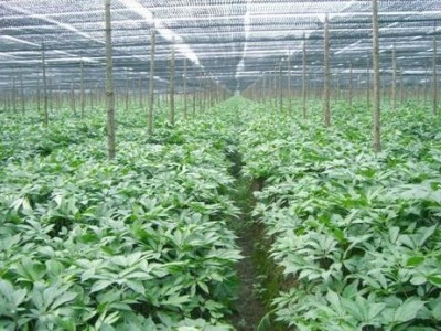 临沧三七种植基地供应量9吨图4