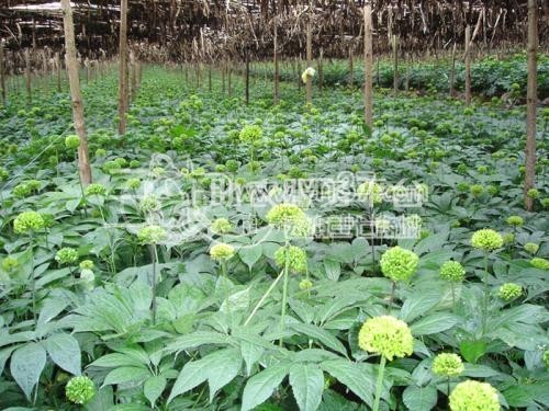 临沧三七种植基地供应量9吨图3