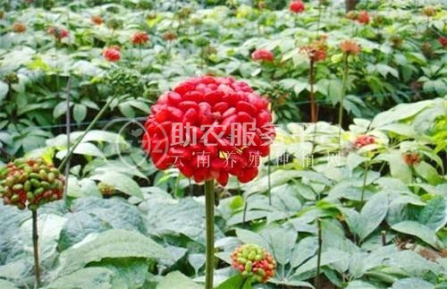 临沧三七种植基地供应量9吨图6
