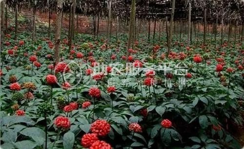 临沧三七种植基地供应量9吨图7