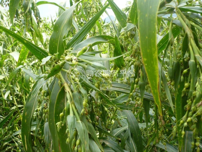 楚雄薏苡仁种植基地5吨图1