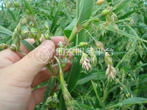 楚雄薏苡仁种植基地5吨图2