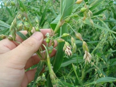 楚雄薏苡仁种植基地5吨图2