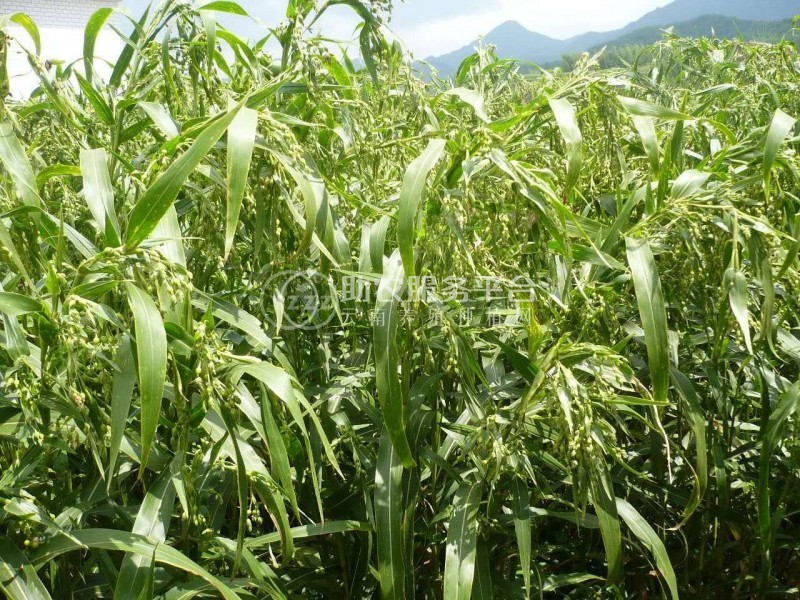 楚雄薏苡仁种植基地5吨图3