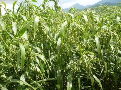 楚雄薏苡仁种植基地5吨图3