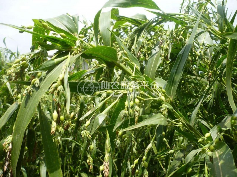 楚雄薏苡仁种植基地5吨图4