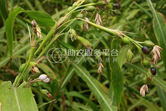 楚雄薏苡仁种植基地5吨图5