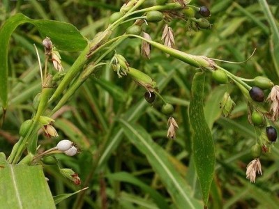 楚雄薏苡仁种植基地5吨图5