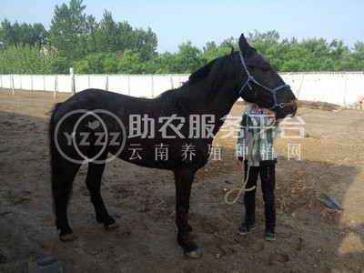 丽江晨欣马养殖基地500匹图1