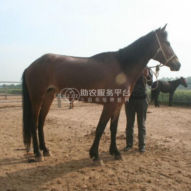 丽江晨欣马养殖基地500匹图3