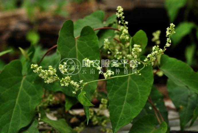 楚雄首乌种植基地供应5吨图1