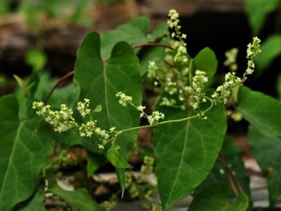 楚雄首乌种植基地供应5吨