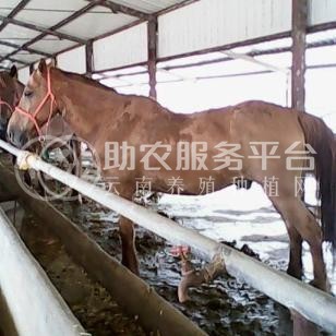 丽江晨欣马养殖基地500匹图6