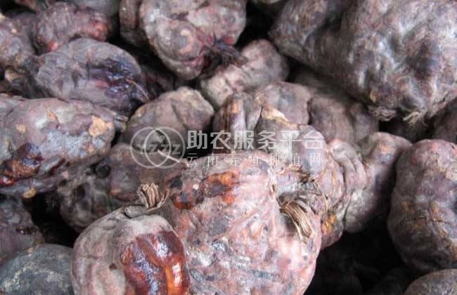 楚雄首乌种植基地供应5吨图3