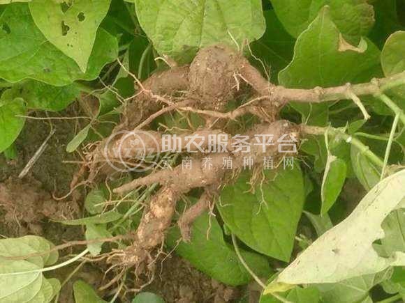 楚雄首乌种植基地供应5吨图4