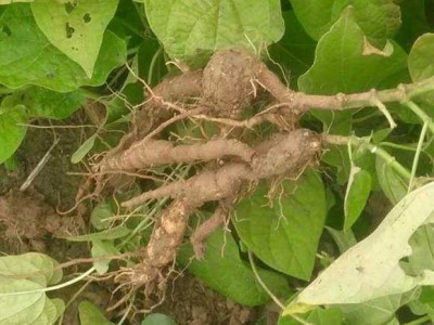 楚雄首乌种植基地供应5吨图4