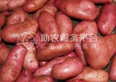 曲靖市麒麟区西路土豆种植中心 供应量200亩图7