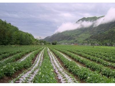 曲靖市麒麟区西路土豆种植中心 供应量200亩图5