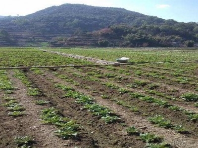 曲靖市麒麟区西路土豆种植中心 供应量200亩图3