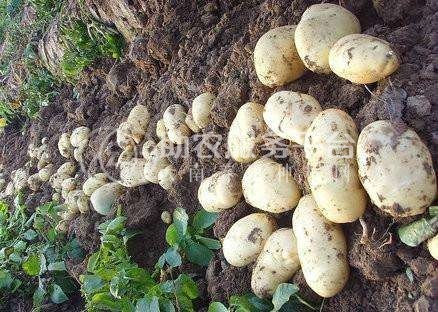 曲靖市麒麟区西路土豆种植中心 供应量200亩图2